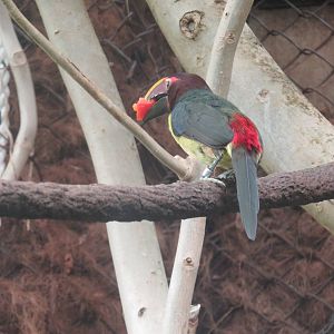 Amazonia - ID Help Needed