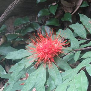 Amazonia - Flowers (ID would be nice)