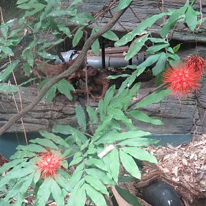 Amazonia - Flowers (ID would be nice)