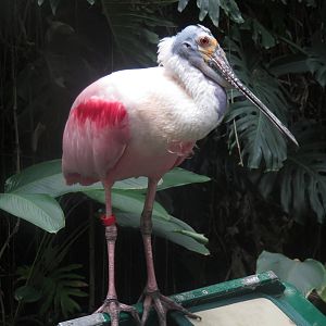Amazonia - Roseate Spoonbill