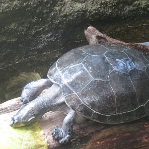 Amazonia - Yellow-Spotted Amazon River Turtle