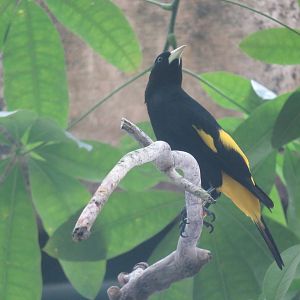 Amazonia - Yellow-Rumped Caciques