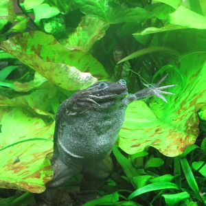 Amazonia - African Clawed Frog