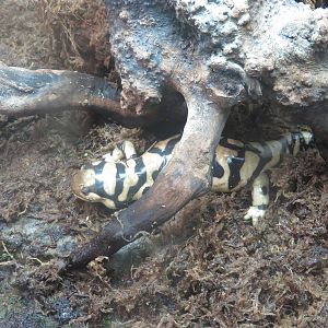 Amazonia - Tiger Salamander