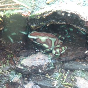 Amazonia - Green and Black Poison Frog