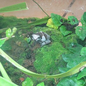 Amazonia - ID Help Needed