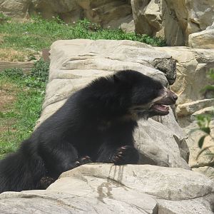 National Zoo - Andean Bear