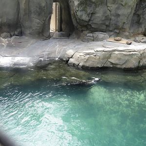 American Trail - Grey Seal