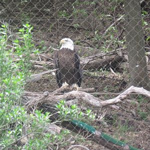 American Trail - Bald Eagle