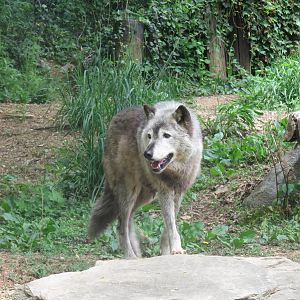 American Trail - Grey Wolf - Colby