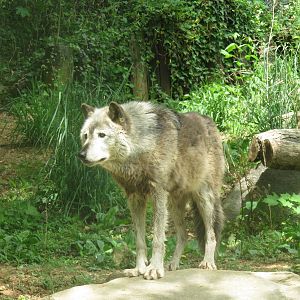 American Trail - Grey Wolf - Colby