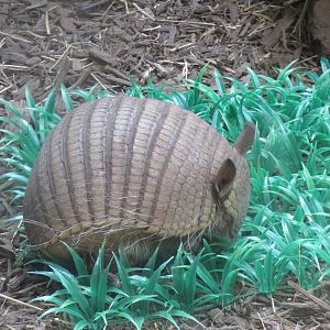 Small Mammal House - Screaming Hairy Armadillo