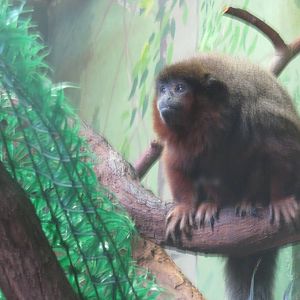 Small Mammal House - Coppery Titi