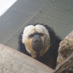 Small Mammal House - Pale-Headed Saki