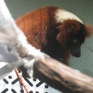 Small Mammal House - Red Ruffed Lemur