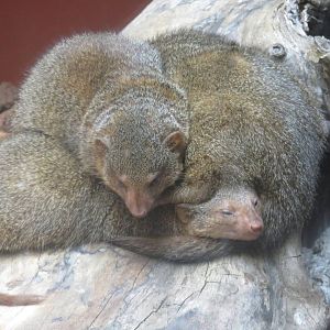 Small Mammal House - Dwarf Mongoose