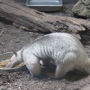 Small Mammal House - Southern Tamandua