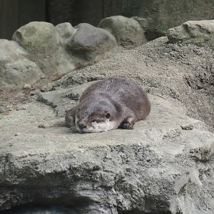 Asia Trail - Asian Small Clawed Otter