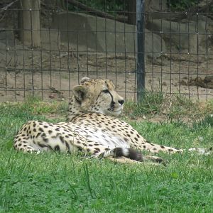 Cheetah Conservation Station - Cheetah