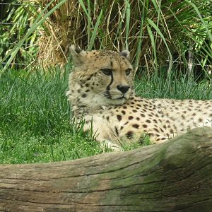 Cheetah Conservation Station - Cheetah