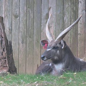 Cheetah Conservation Station - Sitatunga