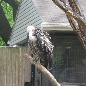 Cheetah Conservation Station - Falcon Eagle (Ruppell's Griffon Vulture)