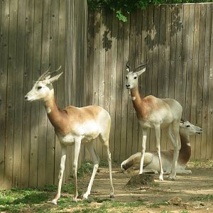 Cheetah Conservation Station - Dama Gazelle