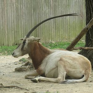Cheetah Conservation Station - Scimitar Horned Oryx