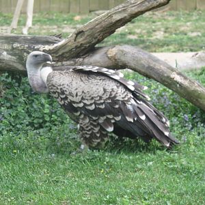 Cheetah Conservation Station - Falcon Eagle (Ruppell's Griffon Vulture)