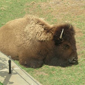 National Zoo - American Bison