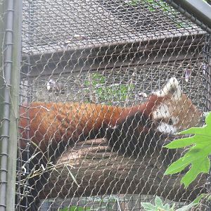 Small Mammal House - Red Panda