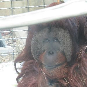 Great Ape House - Orangutan (Hybrid) - Kiko