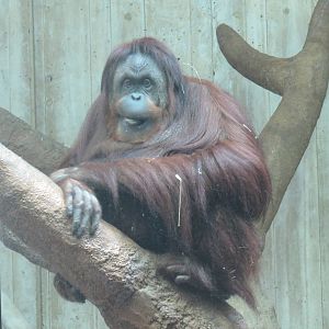 Great Ape House - Orangutan (Hybrid) - Bonnie