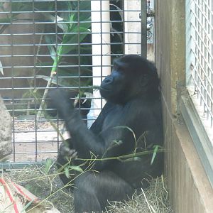 Great Ape House - Western Lowland Gorilla - Kibibi