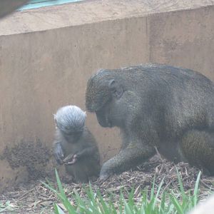 Think Tank - Allens Swamp Monkey - Layla - Zawadi