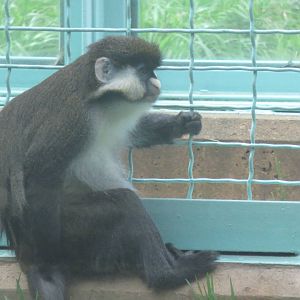 Think Tank - Red-Tailed Monkey