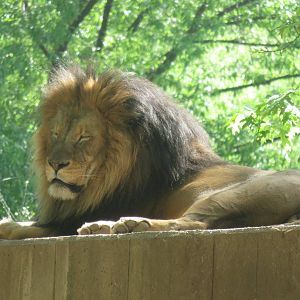 Great Cats on Lion and Tiger Hill - African Lion - Luke
