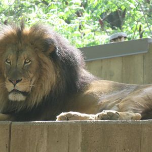 Great Cats on Lion and Tiger Hill - African Lion - Luke