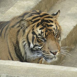 Great Cats on Lion and Tiger Hill - Sumatran Tiger