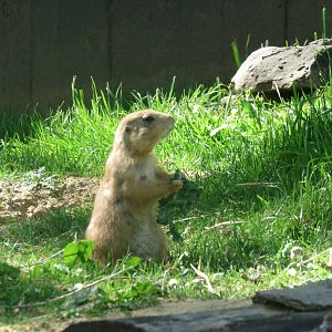 National Zoo - Black Tailed Prairie Dog