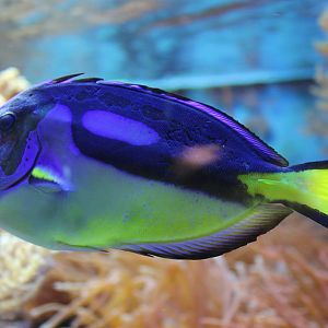 Regal tang