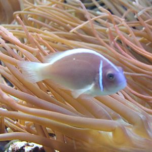 Pink skunk clownfish