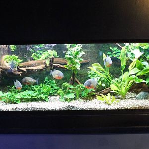 Red-bellied piranha tank