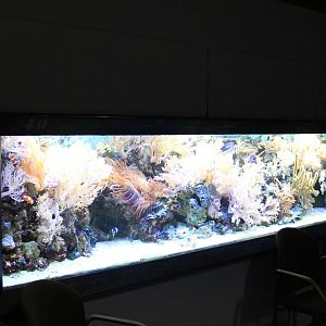 Tropical saltwater tank