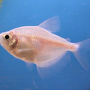 Gymnocorymbus ternetzi Gold