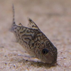 Corydoras sodalis