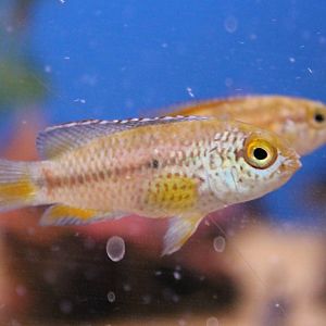 Nannacara anomala pair