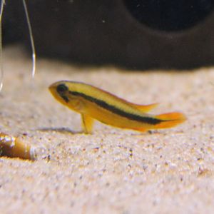 Female Apistogramma agassizi