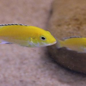 Labidochromis caeruleus