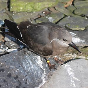 Young Inca tern